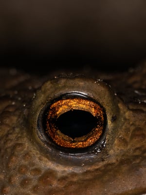 kuvaus.