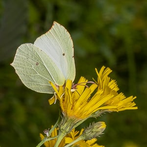 kuvaus.