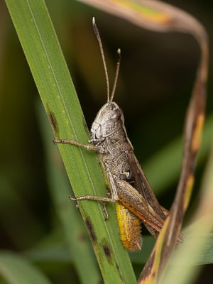 kuvaus.