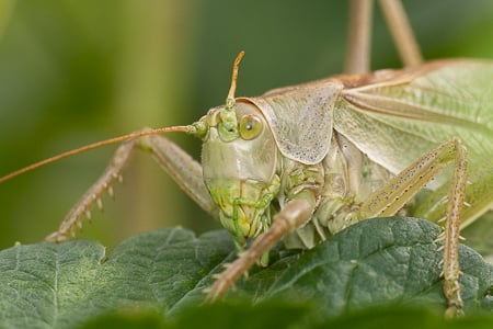 kuvaus.