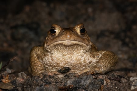 kuvaus.